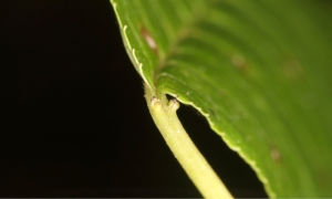 Extraflorale Nektarien auf Blattstiel